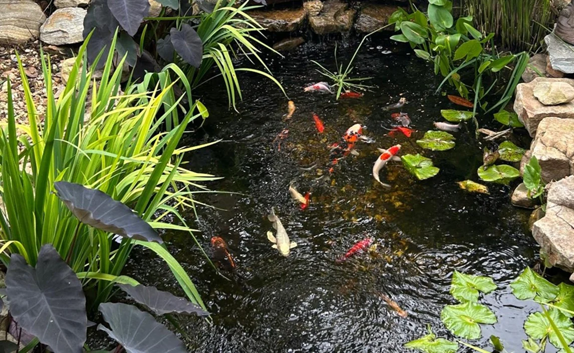 Project Gallery - Jeremy Pond Day